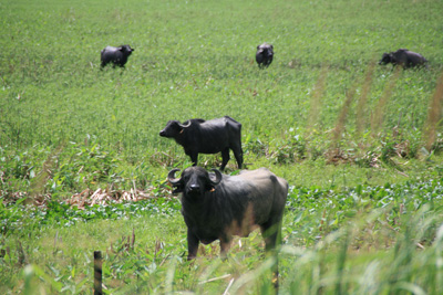 024 IMG_6829 Water buffalo like we have in Australia.jpg